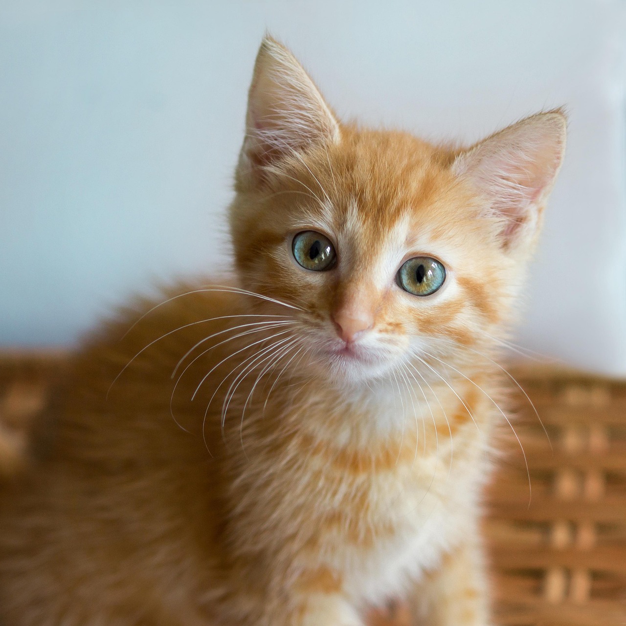 bety en adopción